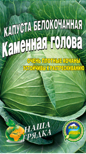 Cabbage-Kamennaya-golova
