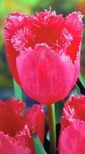 Tulip-Burgundy-Lace1