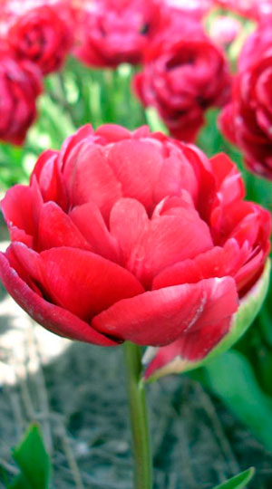 Tulip-Chato