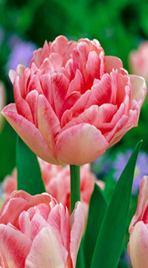 Tulip-Foxtrot1