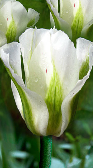 Tulip-Spring-Green