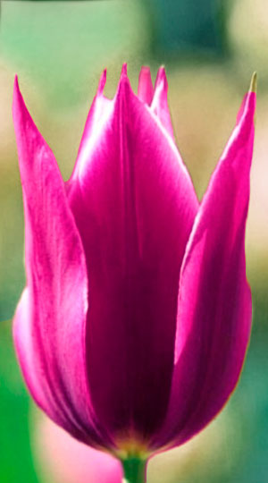 Tulip-Maytime