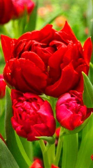 Tulip-Robinho