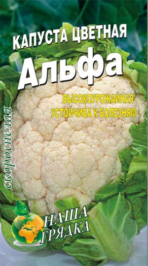 Cauliflower-alfa-kupit