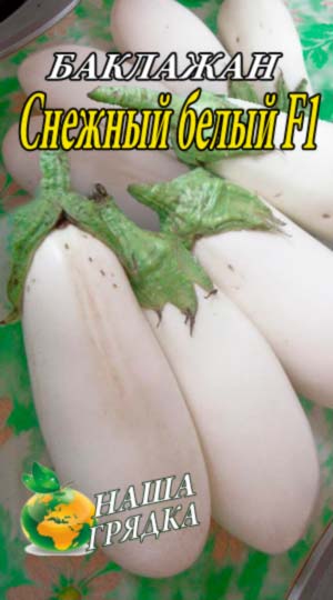 Eggplant-snezhnyiy-belyiy
