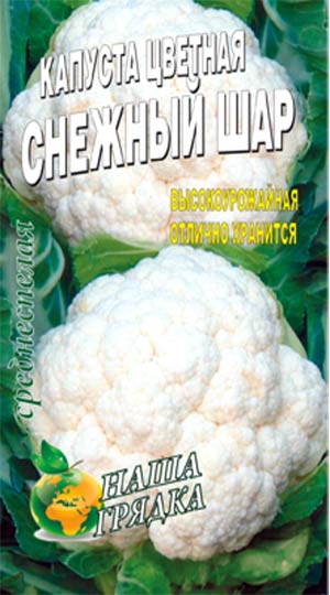 Cauliflower-snezhnyiy-shar