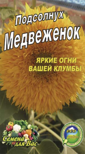 Sunflower-decorative-medvezhenok