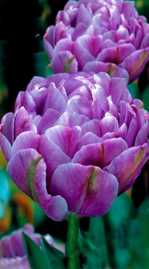 tulip-lilac-perfection