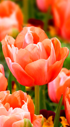 tulip-menton-exotic