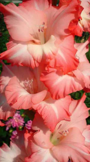 Gladiolus-Pink-Ledi
