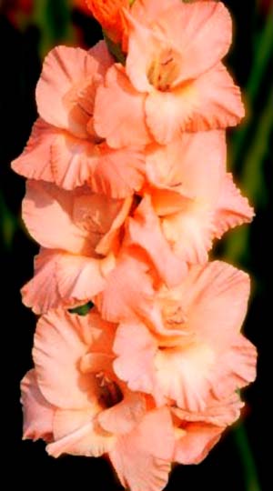 Gladiolus-SHuga-Beb