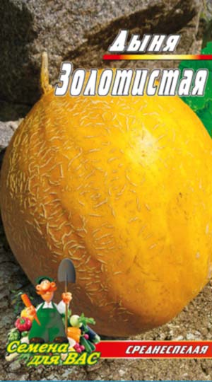 melon-Zolotistaya