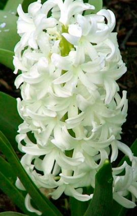 Hyacinth-Ayolos