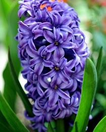 Hyacinth - Atlantic