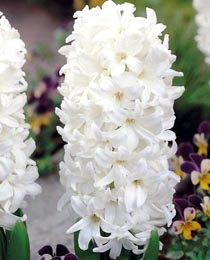 Hyacinth-Carnegie