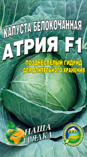 Cabbage-belokochannaya-sort-Atriya-F1