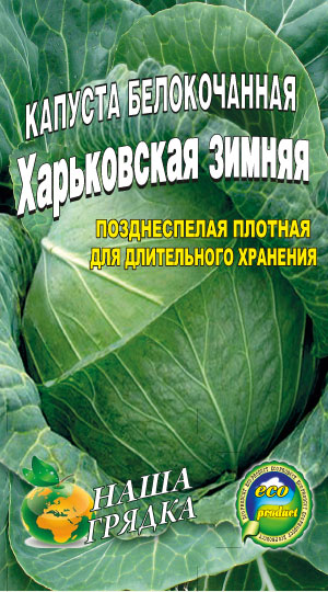 Cabbage-harkovskaya-zimnyaya