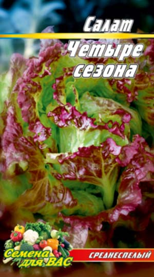 Salat-CHetyire-sezona