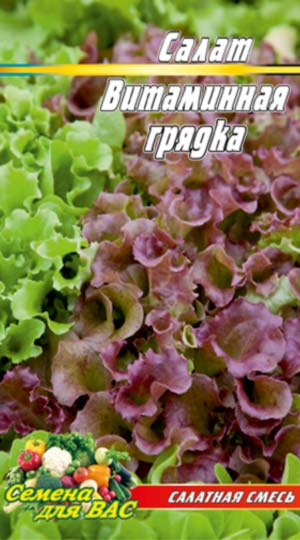 Salat-Vitaminnaya-gryadka