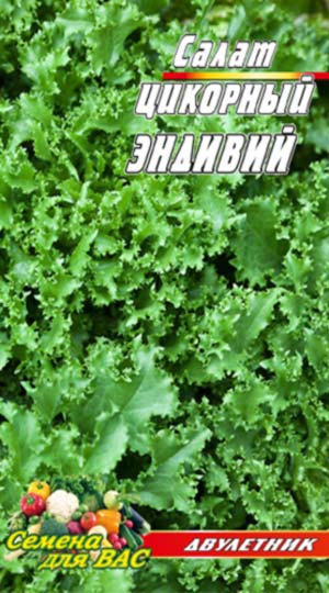 TSikornyj-Salat-Endivij