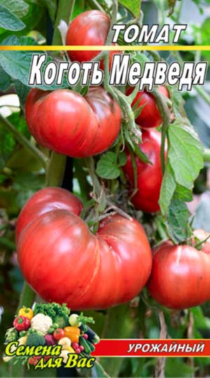 Tomato-Kogot-Medvedya
