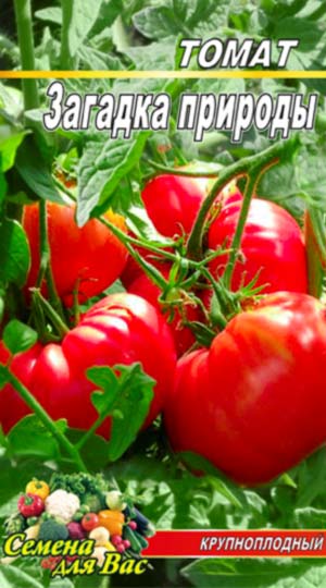 Tomato-Zagadka-prirodyi