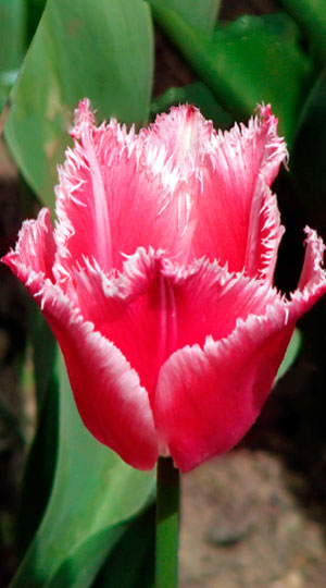 Tulip-Bellflower3