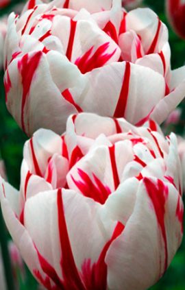 Tulip-Carnaval-de-Nice1