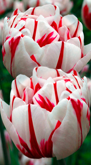 Tulip-Carnaval-de-Nice1
