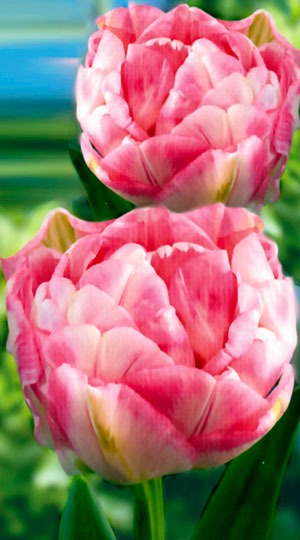 Tulip-Finola