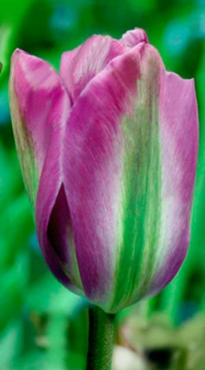 Tulip-Violet-Bird