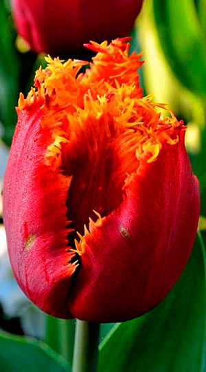 Tulipa-Canary