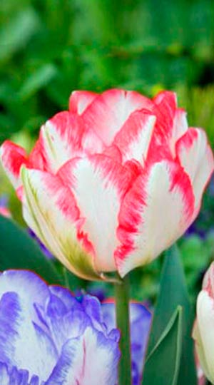 Tulip-Cartouche