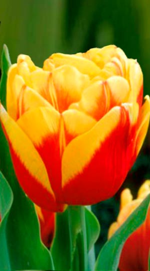 Tulip-Cilesta