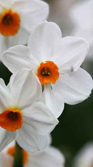 narcissus-geranium
