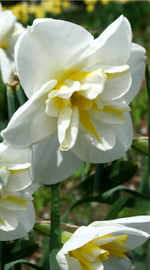 narcissus-lemon-beauty