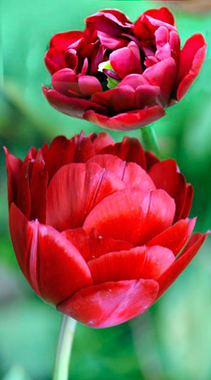 tulip-antraciet