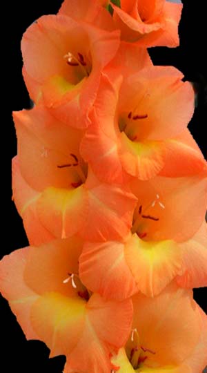 Gladiolus-E-sta-Bonita