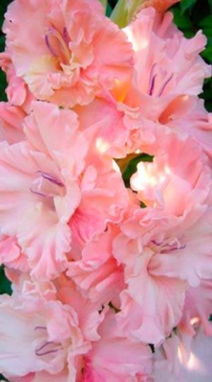 Gladiolus-Pink-Sensejshn