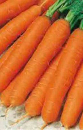 Морква Осінній король